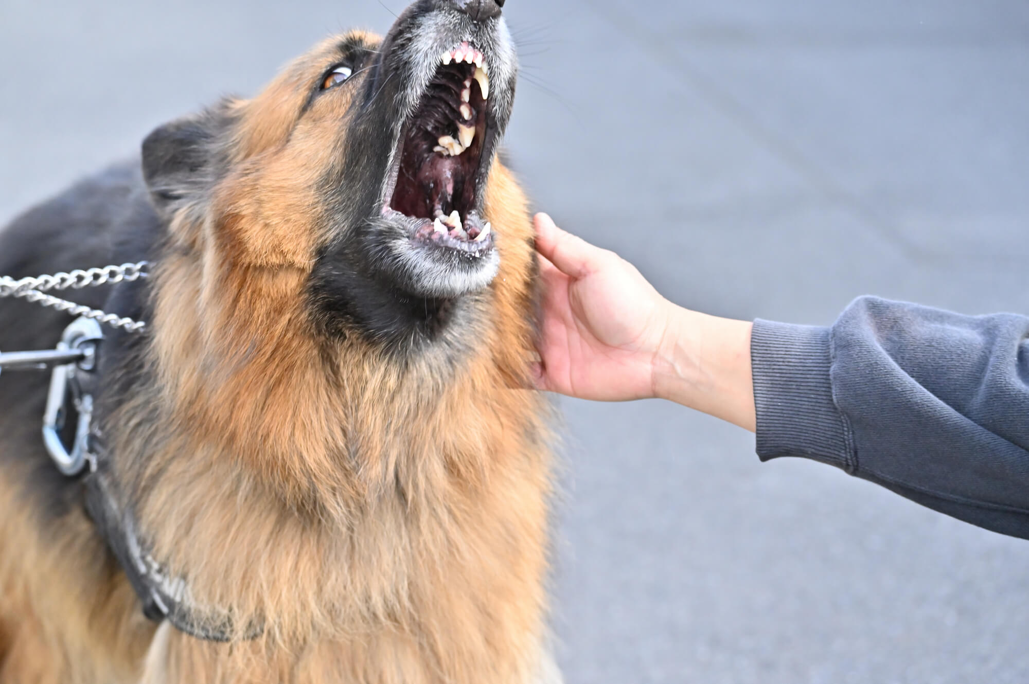 ジャーマンシェパードは飼いにくい？「飼わないで」と言われる理由と対策